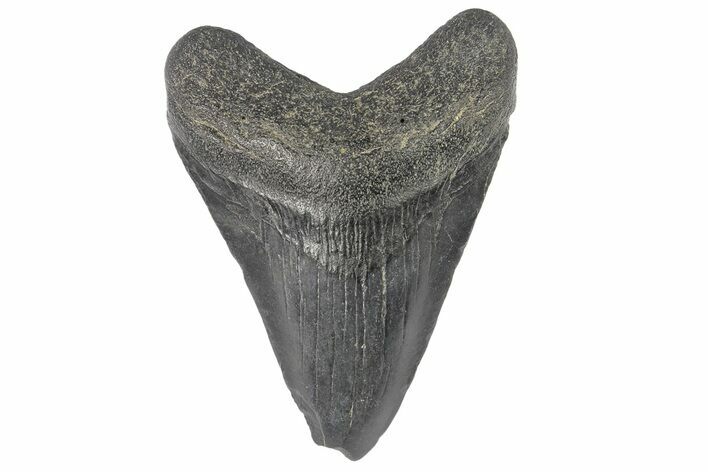 Juvenile Megalodon Tooth - North Carolina #176194